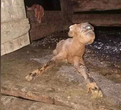 Heboh Kemunculan Anak Kambing Mata Satu, Netizen Sebut Tanda Dajjal Mau Turun